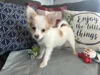 Snookie Female, a female Papillon for sale in Fredericksburg, VA – Photo 3 of 10