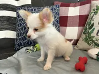 Snookie Female, a female Papillon for sale in Fredericksburg, VA – Photo 2 of 10