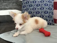 Snookie Female, a female Papillon for sale in Fredericksburg, VA – Photo 7 of 10