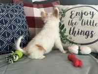 Snookie Female, a female Papillon for sale in Fredericksburg, VA – Photo 6 of 10