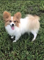 Snookie Female, a female Papillon for sale in Fredericksburg, VA – Photo 10 of 10