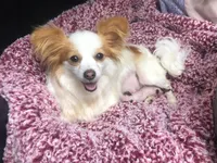 Snookie Female, a female Papillon for sale in Fredericksburg, VA – Photo 9 of 10