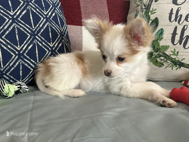 Snookie Female, a female Papillon for sale in Fredericksburg, VA – Photo 1 of 10