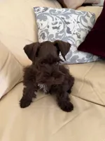 Coco, a male Miniature Schnauzer for sale in Melcher-Dallas, IA – 3 of 10