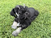 805-1, a male Miniature Schnauzer for sale in Melcher-Dallas, IA – 4 of 6