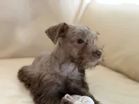 Cama’s #1, a female Miniature Schnauzer for sale in Melcher-Dallas, IA – 2 of 7