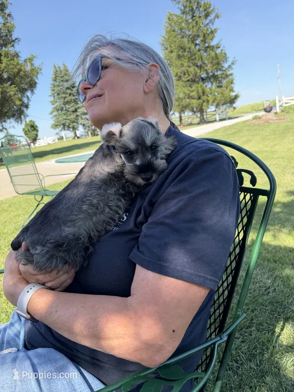 Con – Miniature Schnauzer puppy for sale in Melcher-Dallas, IA