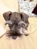 Tanner, a male Miniature Schnauzer for sale in Melcher-Dallas, IA – 2 of 10
