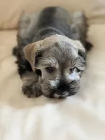 Cam’s # 2, a male Miniature Schnauzer for sale in Melcher-Dallas, IA – 4 of 6