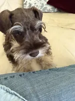 Tanner, a male Miniature Schnauzer for sale in Melcher-Dallas, IA – 7 of 10