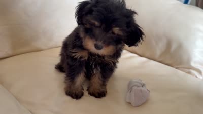 Sam #3, a female Miniature Schnauzer and Poodle - Multi-Colored Standard for sale in Melcher-Dallas, IA – 7 of 10