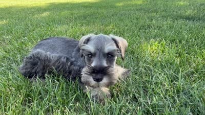 Con, a male Miniature Schnauzer for sale in Melcher-Dallas, IA – 5 of 6