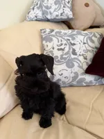 Blackie, a male Miniature Schnauzer for sale in Melcher-Dallas, IA – 2 of 10