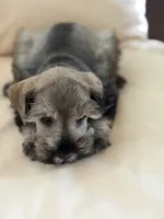 Cam’s # 2, a male Miniature Schnauzer for sale in Melcher-Dallas, IA – 2 of 6