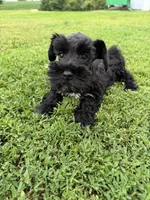 805-2, a male Miniature Schnauzer for sale in Melcher-Dallas, IA – 3 of 6