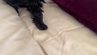 Blackie, a male Miniature Schnauzer for sale in Melcher-Dallas, IA – 9 of 10