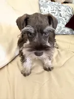 Tanner, a male Miniature Schnauzer for sale in Melcher-Dallas, IA – 6 of 10