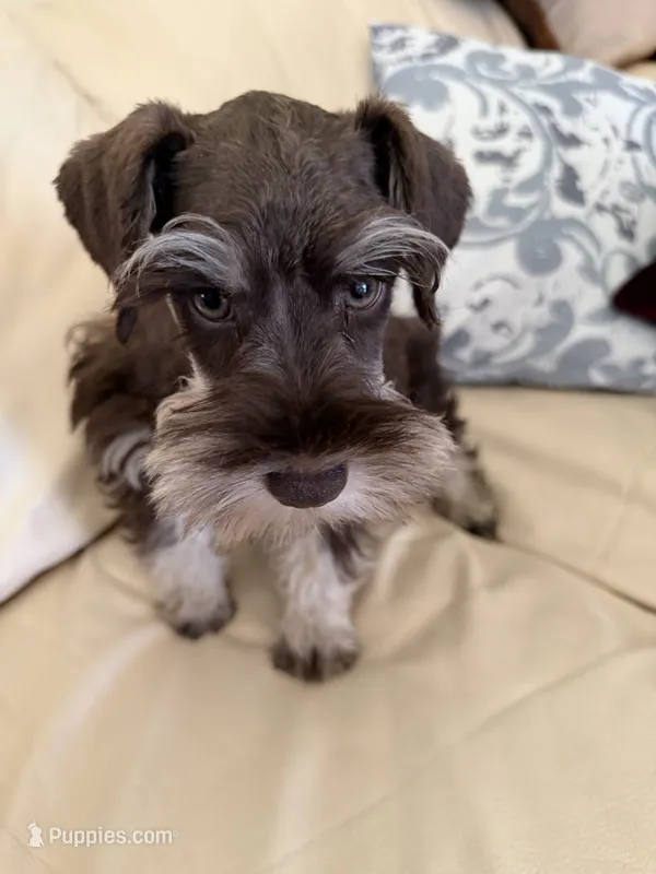 Tanner – Miniature Schnauzer puppy for sale in Melcher-Dallas, IA