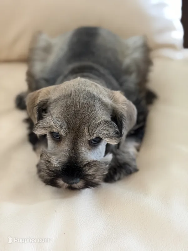 Cam’s # 2 – Miniature Schnauzer puppy for sale in Melcher-Dallas, IA