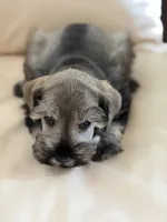 Cam’s # 2, a male Miniature Schnauzer for sale in Melcher-Dallas, IA – 1 of 6