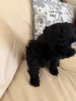 Blackie, a male Miniature Schnauzer for sale in Melcher-Dallas, IA – 3 of 10