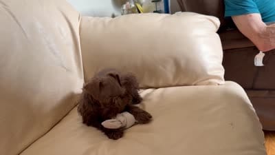 Sam#2, a female Miniature Schnauzer and Poodle - Toy  for sale in Melcher-Dallas, IA – 4 of 10