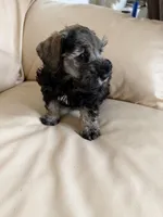 Cam’s #3, a male Miniature Schnauzer for sale in Melcher-Dallas, IA – 6 of 10