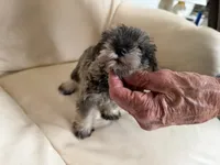 Sam#4, a female Miniature Schnauzer and Poodle - Miniature  for sale in Melcher-Dallas, IA – 2 of 8