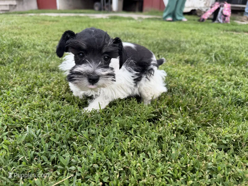 Patti parti – Miniature Schnauzer puppy for sale in Melcher-Dallas, IA