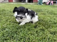 Patti parti, a female Miniature Schnauzer for sale in Melcher-Dallas, IA – 1 of 3