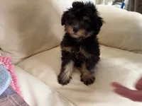 Sam #3, a female Miniature Schnauzer and Poodle - Multi-Colored Standard for sale in Melcher-Dallas, IA – 1 of 10
