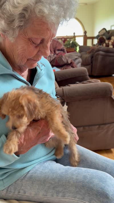 Sam #3, a female Miniature Schnauzer and Poodle - Multi-Colored Standard for sale in Melcher-Dallas, IA – 8 of 10