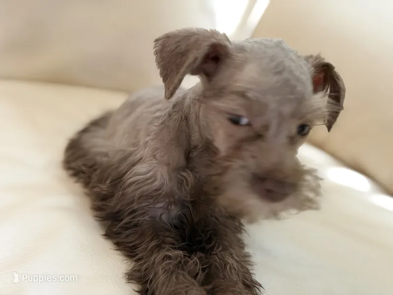 Cama’s #1 – Miniature Schnauzer puppy for sale in Melcher-Dallas, IA