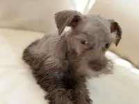 Cama’s #1, a female Miniature Schnauzer for sale in Melcher-Dallas, IA – 1 of 7