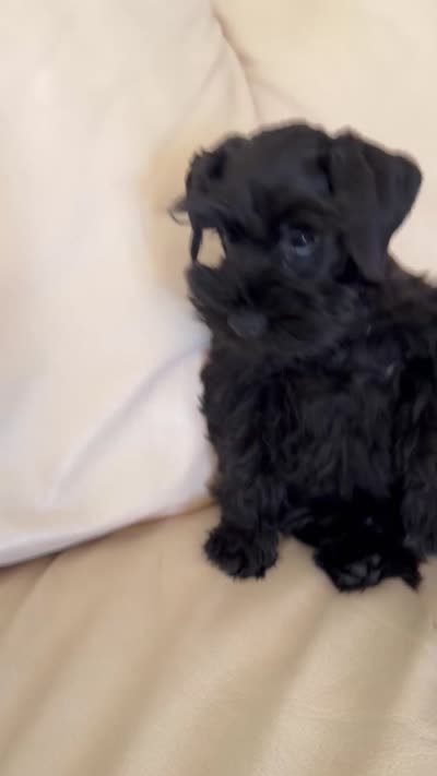 Blackie, a male Miniature Schnauzer for sale in Melcher-Dallas, IA – 10 of 10