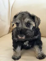 Cam’s #3, a male Miniature Schnauzer for sale in Melcher-Dallas, IA – 2 of 10