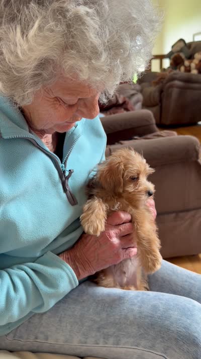 Sam #3, a female Miniature Schnauzer and Poodle - Multi-Colored Standard for sale in Melcher-Dallas, IA – 9 of 10