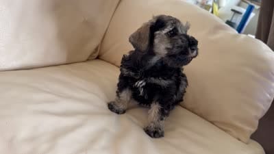Cam’s #3, a male Miniature Schnauzer for sale in Melcher-Dallas, IA – 10 of 10