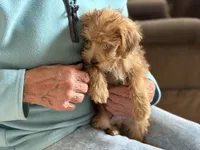 Sam # 5, a male Miniature Schnauzer and Poodle - Toy  for sale in Melcher-Dallas, IA – 5 of 9