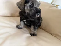 Cam’s #3, a male Miniature Schnauzer for sale in Melcher-Dallas, IA – 5 of 10