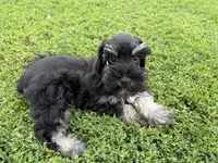 805-1, a male Miniature Schnauzer for sale in Melcher-Dallas, IA – 5 of 6