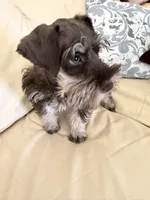 Tanner, a male Miniature Schnauzer for sale in Melcher-Dallas, IA – 8 of 10