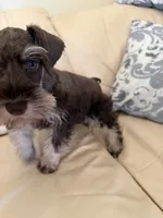 Tanner, a male Miniature Schnauzer for sale in Melcher-Dallas, IA – 5 of 10