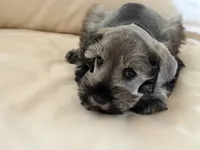 Cam’s # 2, a male Miniature Schnauzer for sale in Melcher-Dallas, IA – 6 of 6