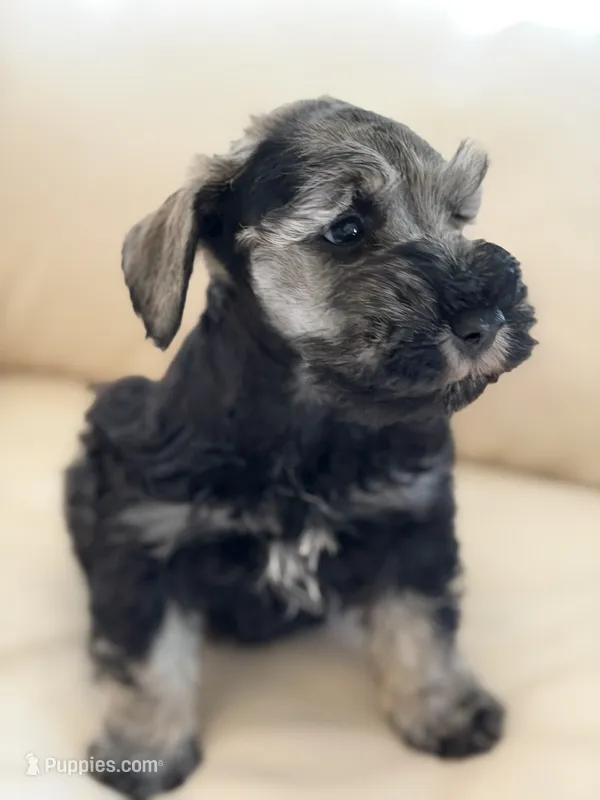 Cam’s #3 – Miniature Schnauzer puppy for sale in Melcher-Dallas, IA