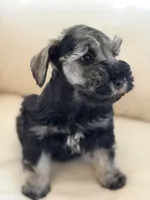 Cam’s #3, a male Miniature Schnauzer for sale in Melcher-Dallas, IA – 1 of 10