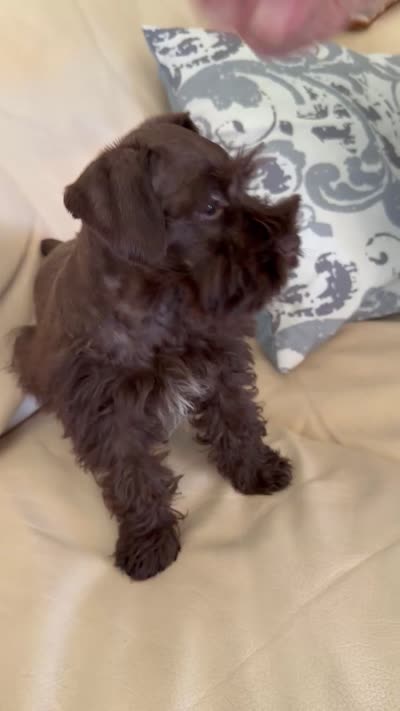 Coco, a male Miniature Schnauzer for sale in Melcher-Dallas, IA – 10 of 10
