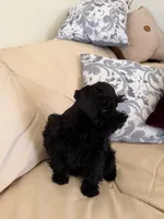 Blackie, a male Miniature Schnauzer for sale in Melcher-Dallas, IA – 6 of 10