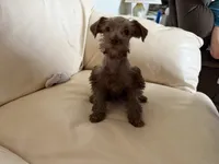 Miss Chocolate , a female Miniature Schnauzer for sale in Melcher-Dallas, IA – 3 of 10