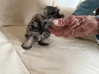 Sam#4, a female Miniature Schnauzer and Poodle - Miniature  for sale in Melcher-Dallas, IA – 8 of 8